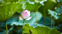 【三伏天養(yǎng)生】三伏天養(yǎng)生有六大禁忌，你知道嗎？記得分享給家人知道！