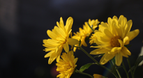 【養(yǎng)生知識(shí)】入秋菊花藥膳，美味營(yíng)養(yǎng)、養(yǎng)生保??！