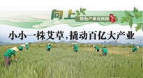 【行業(yè)資訊】向上，特色產(chǎn)業(yè)看河南：南陽(yáng)艾區(qū)域品牌正在叫響！