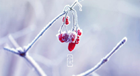 【小寒節(jié)氣】時處二三九，臘月梅花開！