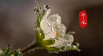 【二十四節(jié)氣灸】雨水節(jié)氣，扶陽、祛濕、調(diào)氣血，才是養(yǎng)生重點(diǎn)！艾灸，橫掃濕寒！