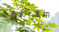 【艾灸養(yǎng)生】春末夏初：上熱下寒癥狀，補(bǔ)不如疏通淤堵，試試艾灸吧！