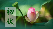 【三伏天】初伏將至，“蒸煮”模式開啟！想要健康，這四類食物別錯過??！